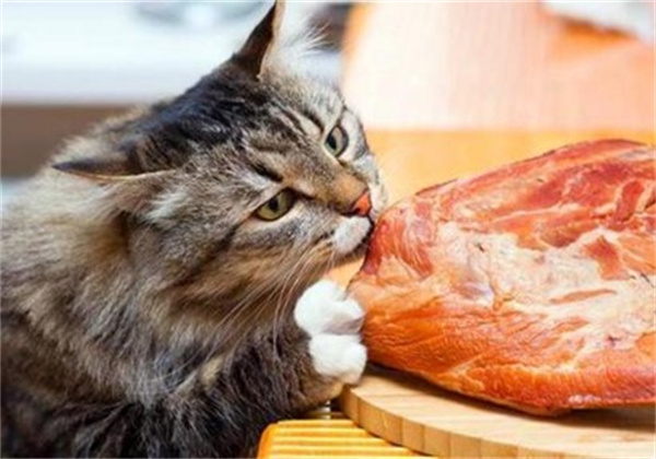 猫咪饭量标准 你家猫咪吃多少