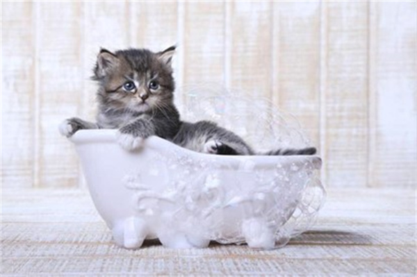 怎么给不喜欢水的猫咪洗澡