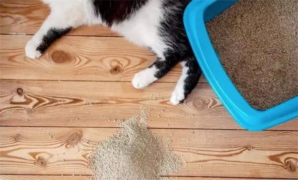 猫咪突然乱尿可能是什么原因