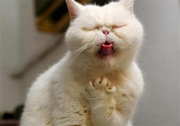 猫干呕声音沙哑 可能是这些原因导致