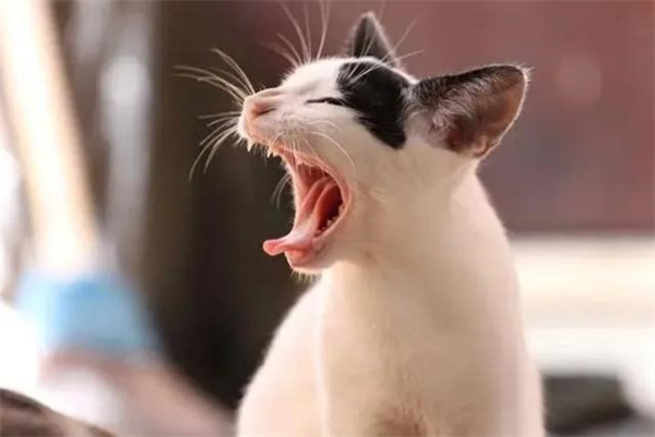 猫干呕声音沙哑 可能是这些原因导致