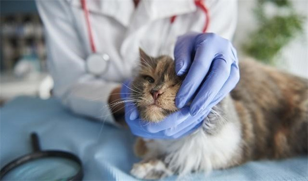 猫球虫病是什么 猫球虫病要怎么治疗