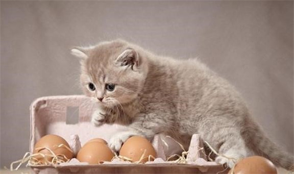 猫能吃鸡蛋吗