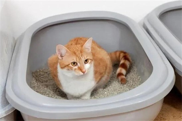 猫咪为什么喜欢守厕所