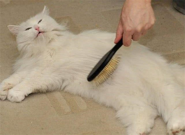 导致猫咪大量掉毛的常见原因