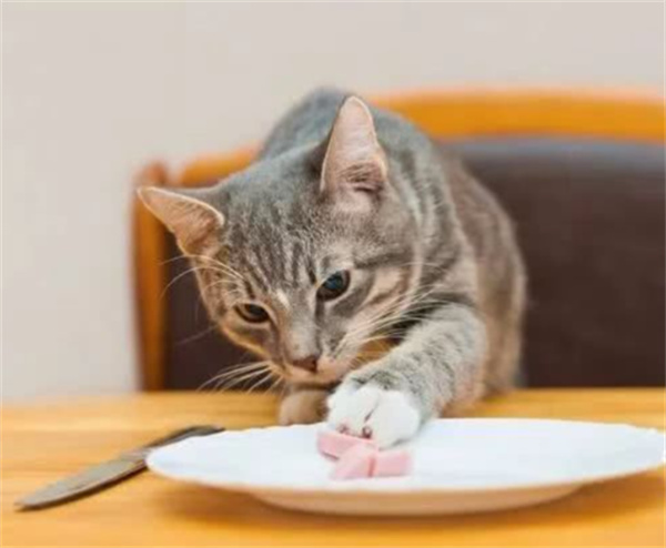 护食的猫咪会有哪些行为