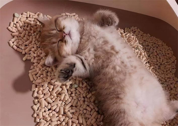 教小猫咪用猫砂有什么方法