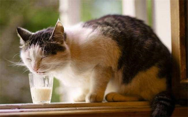 小猫咪能喝牛奶吗