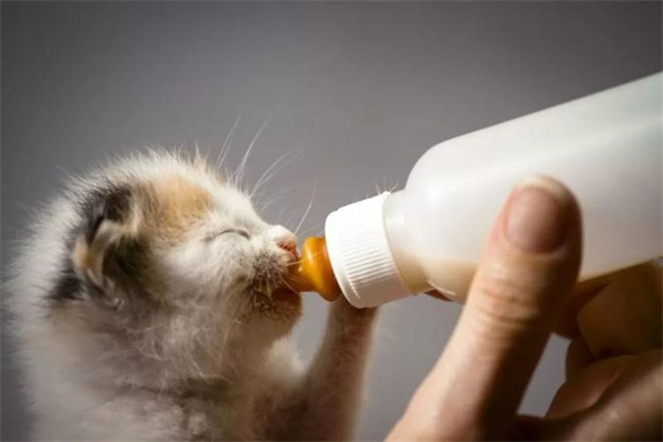 小猫咪能喝牛奶吗