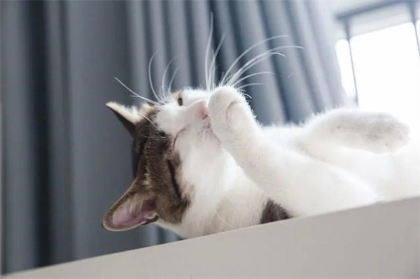 平常猫咪为什么需要磨爪子