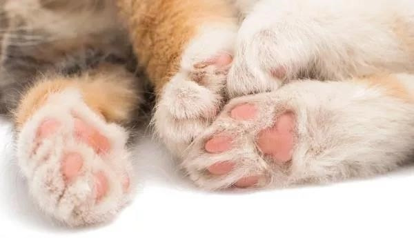 平常猫咪为什么需要磨爪子