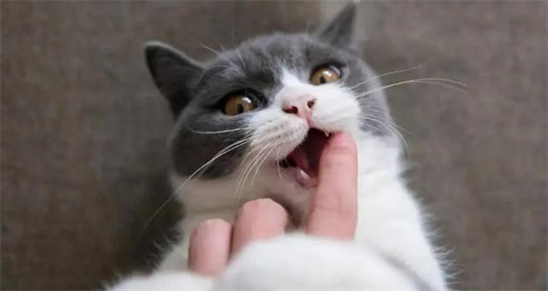 猫味闻到臭脚后为什么会张开嘴