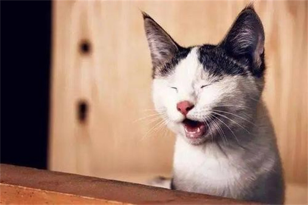 猫味闻到臭脚后为什么会张开嘴