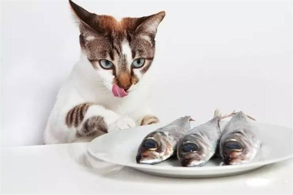 什么鱼适合猫吃又有营养