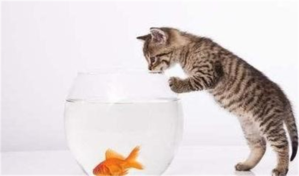 什么鱼适合猫吃又有营养
