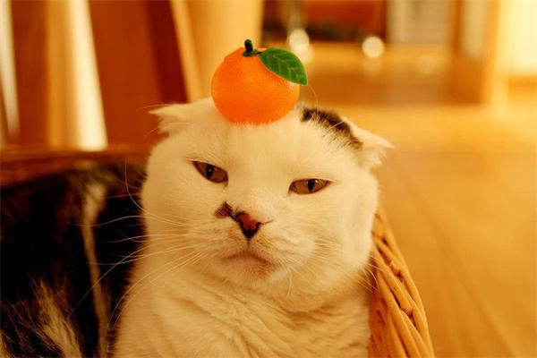 猫咪可以吃橘子吗