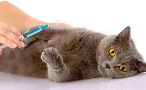 给猫咪打疫苗有哪些要点