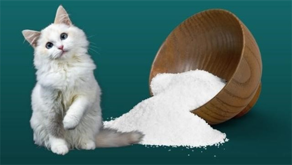 猫为什么不能吃盐