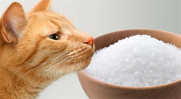 猫为什么不能吃盐