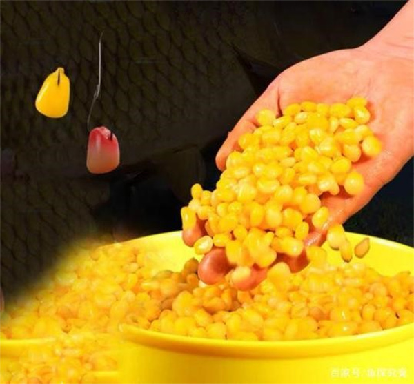 嫩玉米与商品饵怎么混合使用