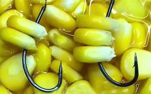 玉米挂饵方法