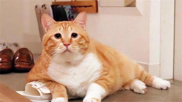 橘猫为什么容易养胖