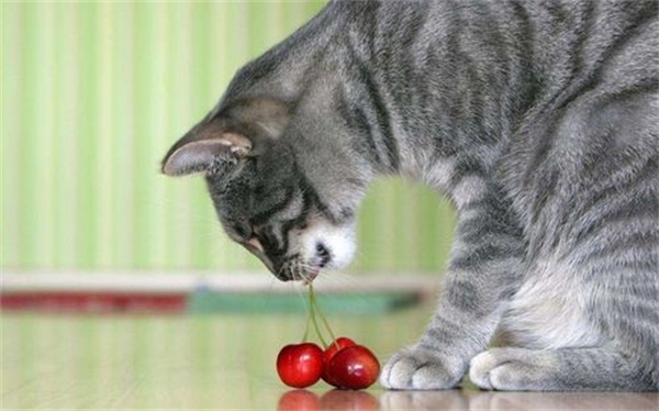 这四种水果猫咪不能吃 喂食猫咪一定要把籽去了