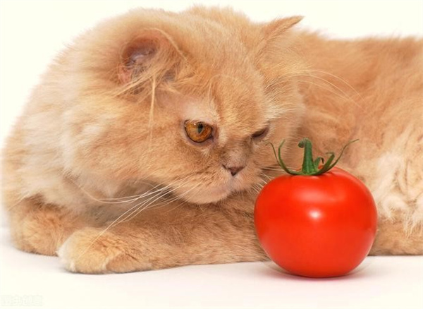 这四种水果猫咪不能吃 喂食猫咪一定要把籽去了