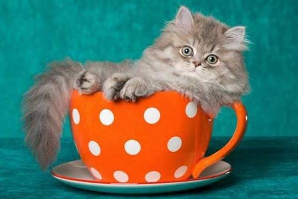 茶杯猫怎么梳毛 茶杯猫毛发梳理方法