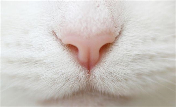 猫咪鼻子黑 原因是什么
