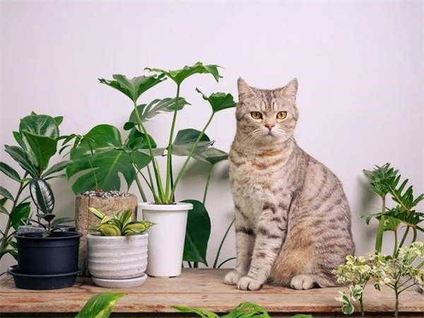 家里如果养了猫 建议不要养以下这些植物