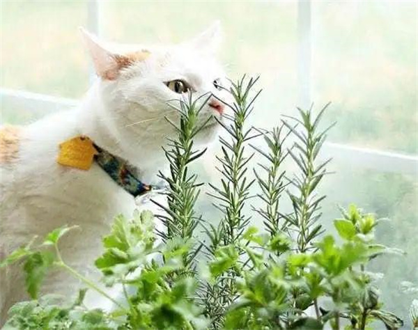 家里如果养了猫 建议不要养以下这些植物
