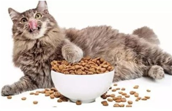猫咪吃什么下奶最快最多