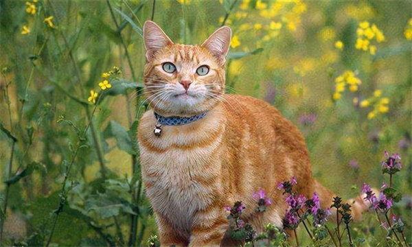 中华田园猫的常见花色 你知道吗