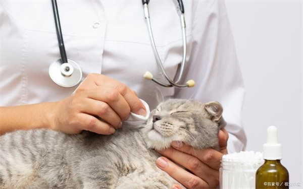 猫咪打疫苗后的不良症状