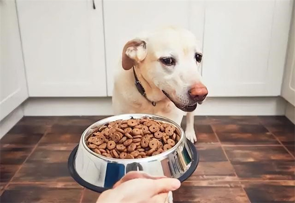 狗狗吃零食的注意事项
