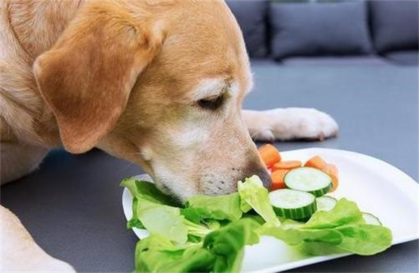 狗狗能吃人的剩食吗