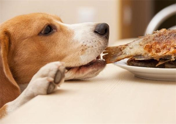 狗狗能吃人的剩食吗
