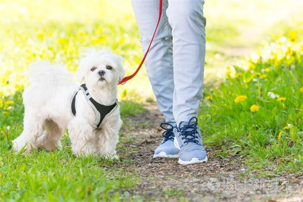 怎样带狗出去散步