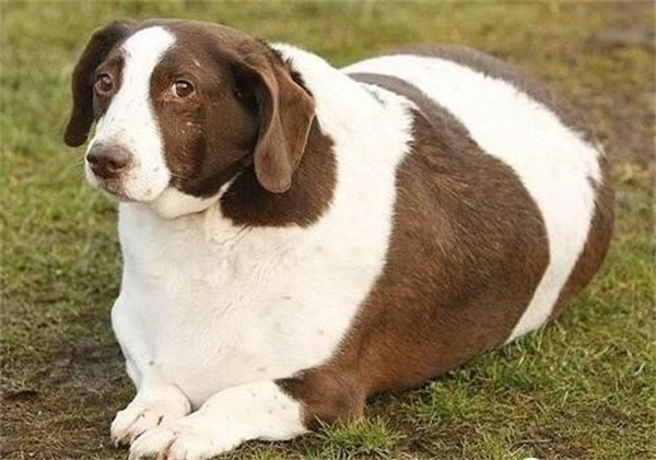 怎样为不同的狗狗减肥