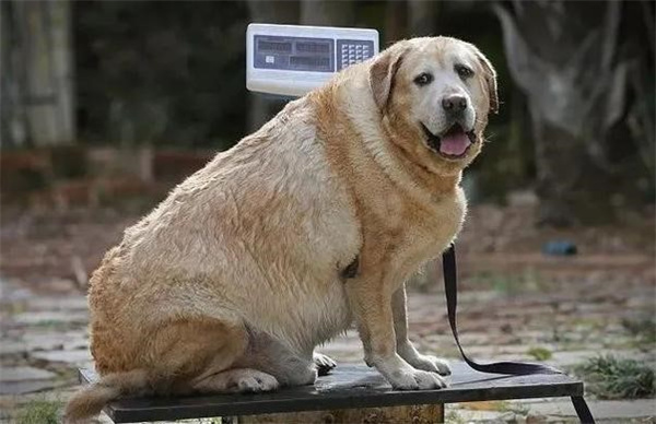 怎样为不同的狗狗减肥