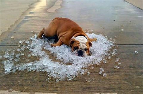 不要让狗狗为了防暑而着凉