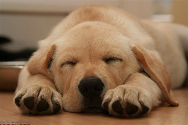 狗的睡眠要多久