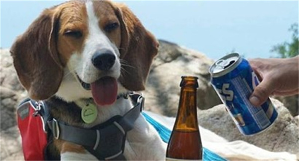 杜绝狗狗喝啤酒