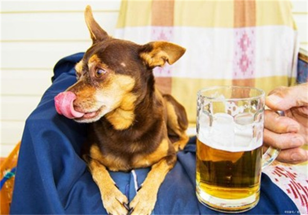 杜绝狗狗喝啤酒
