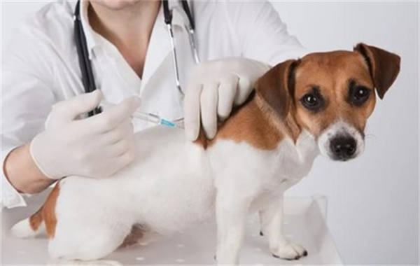 狗狗打疫苗需要注意的问题