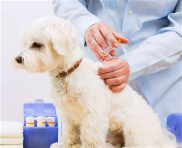 狗狗打疫苗需要注意的问题