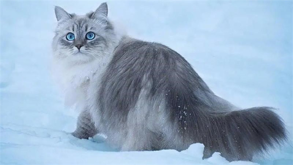 西伯利亚猫一只多少钱 西伯利亚猫价格