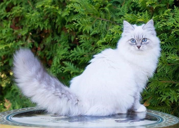 西伯利亚猫一只多少钱 西伯利亚猫价格