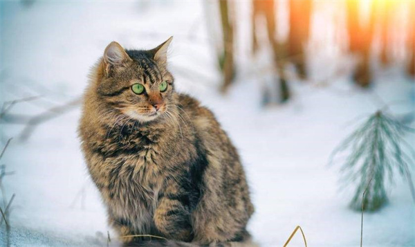 西伯利亚猫乖吗 西伯利亚猫性格介绍